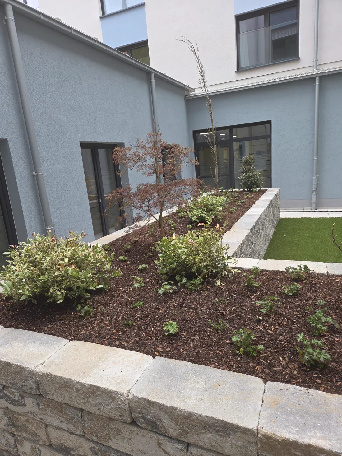 Bepflanztes Beet mit jungen Ziergehölzen hinter einer Sichtbetonmauer am Neubau